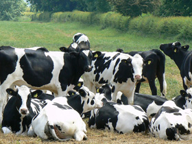 Brainboxes takes Bluetooth Cattle Class